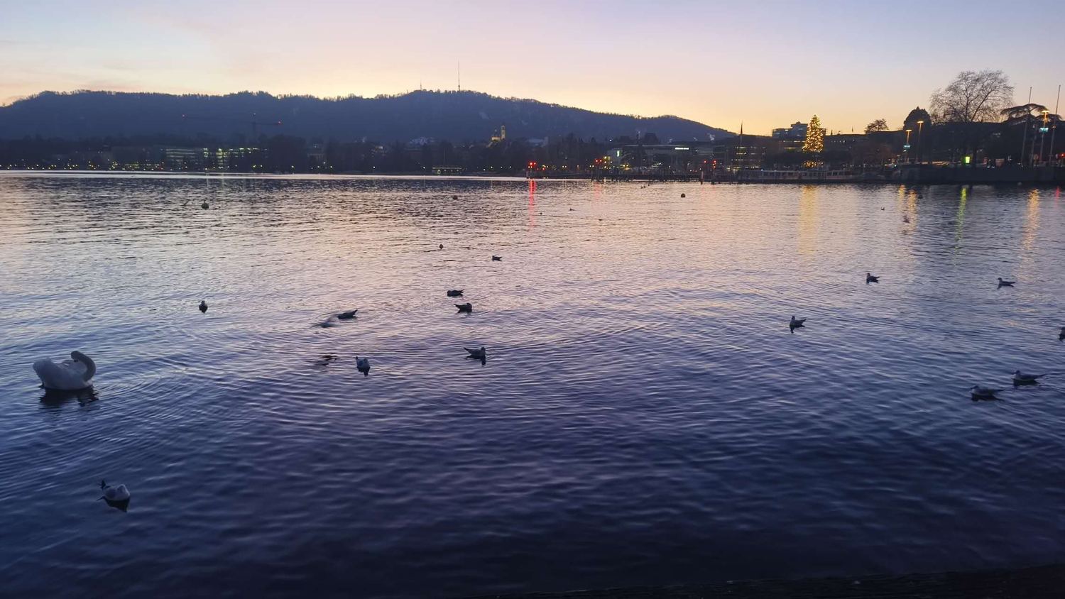 傍晚的湖面，天鹅和水鸟浮在水上，对岸是城市灯光和一棵亮着灯的圣诞树