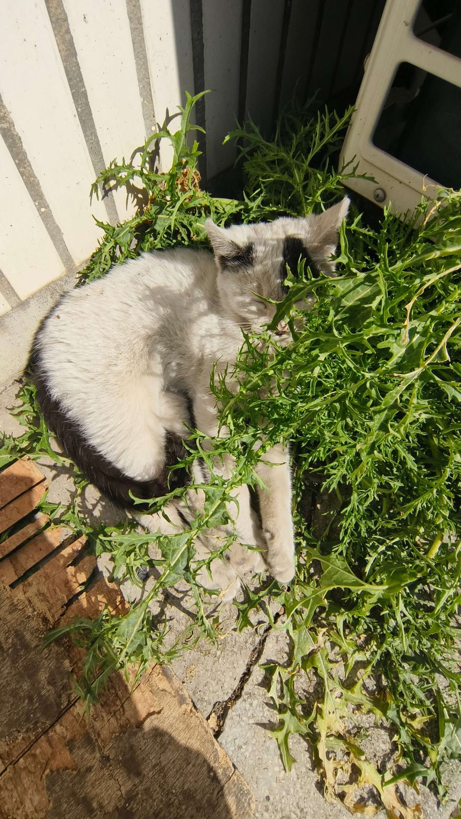 草丛中迎着阳光蜷缩睡得安然的花猫